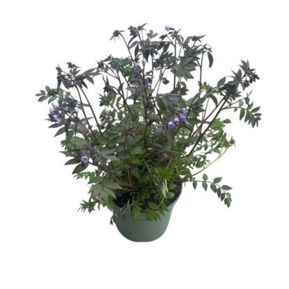 Wielosił błękitny (Polemonium caeruleum 'Heavenly Scent') don. 17 cm Wielosił błękitny (Polemonium caeruleum 'Heavenly Scent') don. 17 cm