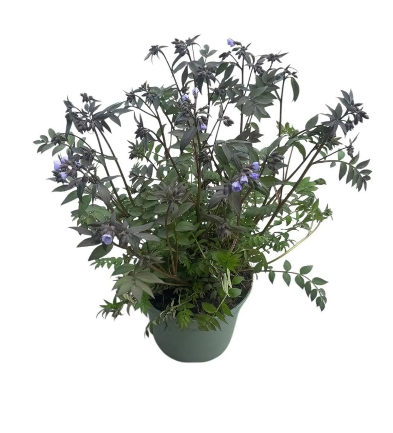 Wielosił błękitny (Polemonium caeruleum 'Heavenly Scent') don. 17 cm Wielosił błękitny (Polemonium caeruleum 'Heavenly Scent') don. 17 cm