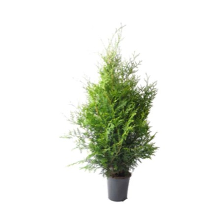 Tuja (Thuja) Brabant - don. 5 l Tuja (Thuja) Brabant - don. 5 l