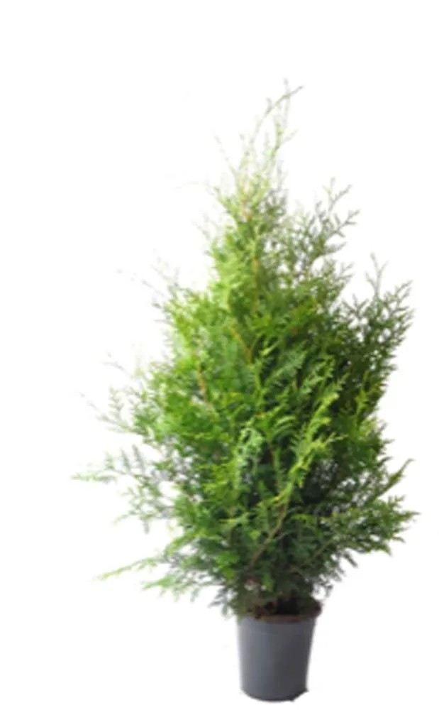 Tuja (Thuja) Brabant - don. 5 l Tuja (Thuja) Brabant - don. 5 l