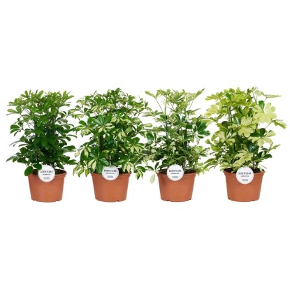 Szeflera (Schefflera) mix don. 21 cm Szeflera (Schefflera) mix don. 21 cm