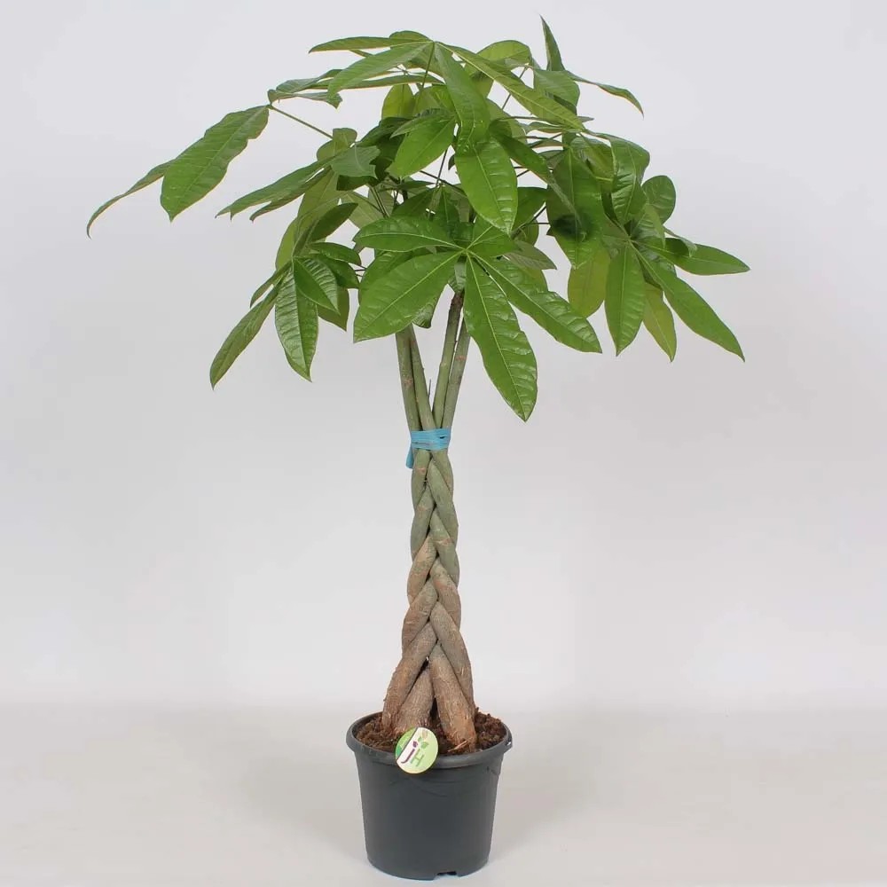 Pachira (Pachira Aquatica) pleciony pień - wys. 125 cm, don. 24 cm Pachira (Pachira Aquatica) pleciony pień - wys. 125 cm, don. 24 cm