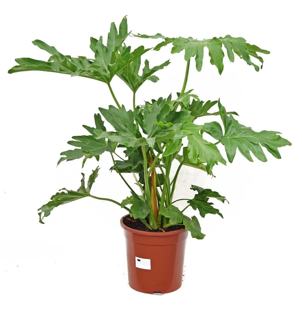 Filodendron (Philodendron Selloum) - wys. 80-90 cm Filodendron (Philodendron Selloum) - wys. 80-90 cm