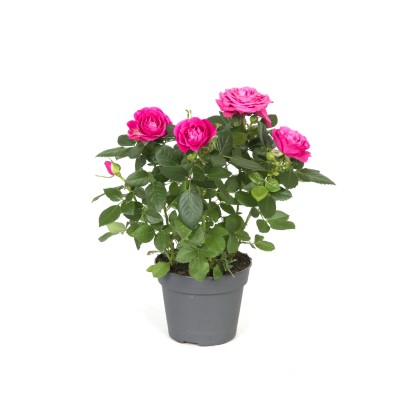 Róża Patio (Rosa sp.) Róża Patio (Rosa sp.)