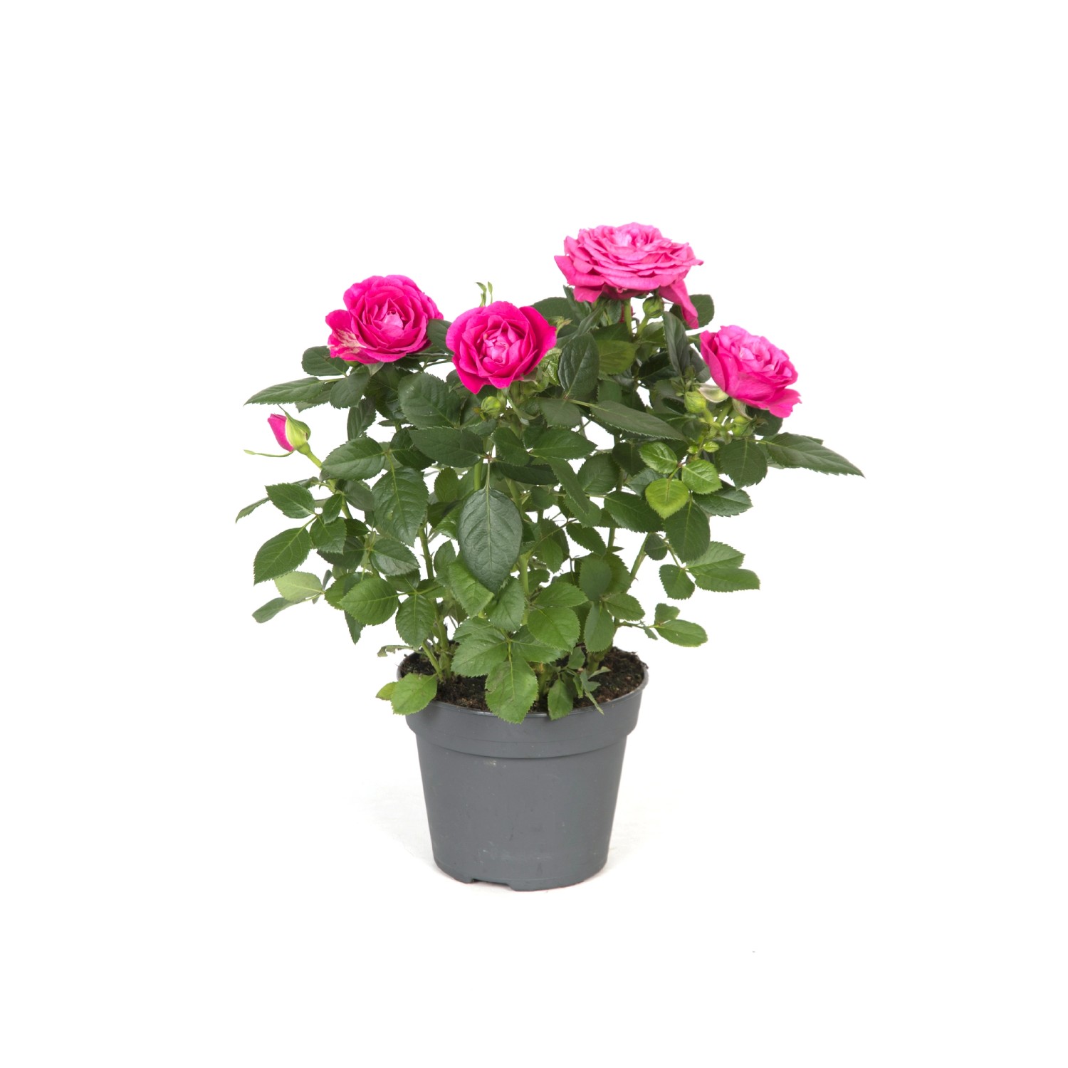 Róża Patio (Rosa sp.) Róża Patio (Rosa sp.)