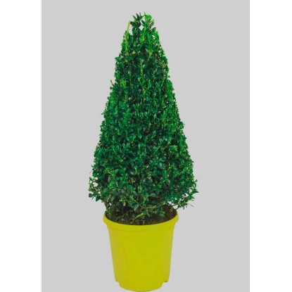 Bukszpan wieczniezielony stożek wys. 50cm (Buxus sempervirens) Bukszpan wieczniezielony stożek wys. 50cm (Buxus sempervirens)