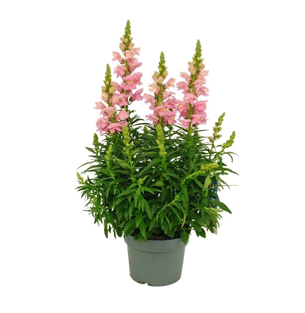 Lwia paszcza (Antirrhinum majus Sonnet) don. 19 cm Lwia paszcza (Antirrhinum majus Sonnet) don. 19 cm
