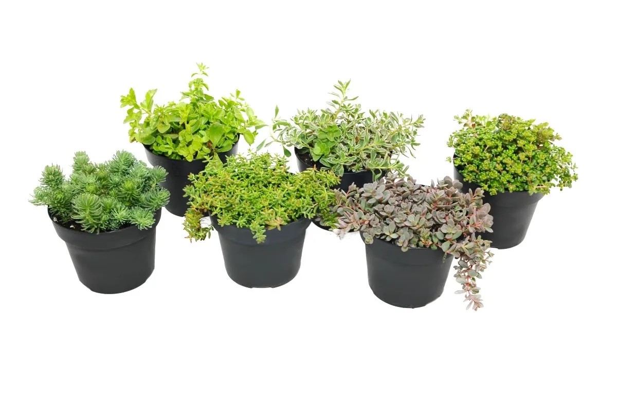 Rozchodnik (Sedum) mix Rozchodnik (Sedum) mix