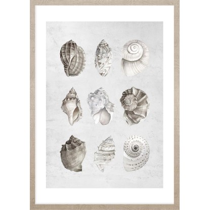 ARS LONGA Obraz PASTEL SHELLS 53 x 73 cm ARS LONGA Obraz PASTEL SHELLS 53 x 73 cm