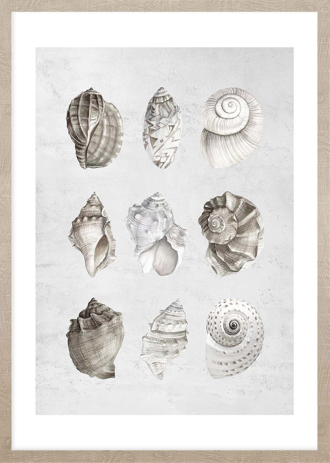 ARS LONGA Obraz PASTEL SHELLS 53 x 73 cm ARS LONGA Obraz PASTEL SHELLS 53 x 73 cm