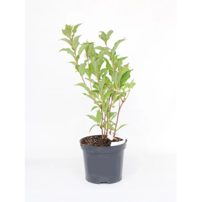 Krzewuszka (Weigela florida Red Pronce) wys. 30-40 cm Krzewuszka (Weigela florida Red Pronce) wys. 30-40 cm