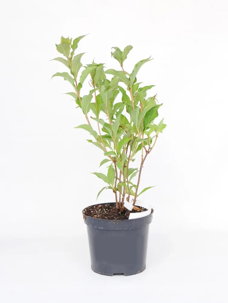 Krzewuszka (Weigela florida Red Pronce) wys. 30-40 cm Krzewuszka (Weigela florida Red Pronce) wys. 30-40 cm