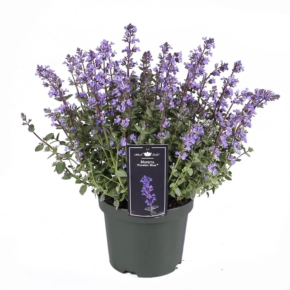 Kocimiętka (Nepeta pursian blue) wys. 35-55cm don. 19cm Kocimiętka (Nepeta pursian blue) wys. 35-55cm don. 19cm