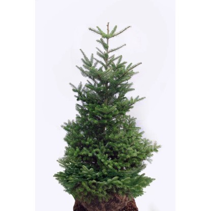 Jodła koreańska Abies koreana wys. 125-150 cm Jodła koreańska Abies koreana wys. 125-150 cm