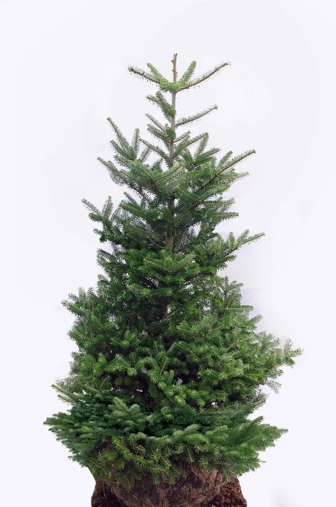 Jodła koreańska Abies koreana wys. 125-150 cm Jodła koreańska Abies koreana wys. 125-150 cm