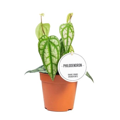 Filodendron (Philodendron) Piper Sylvaticum - don. 12 cm Filodendron (Philodendron) Piper Sylvaticum - don. 12 cm