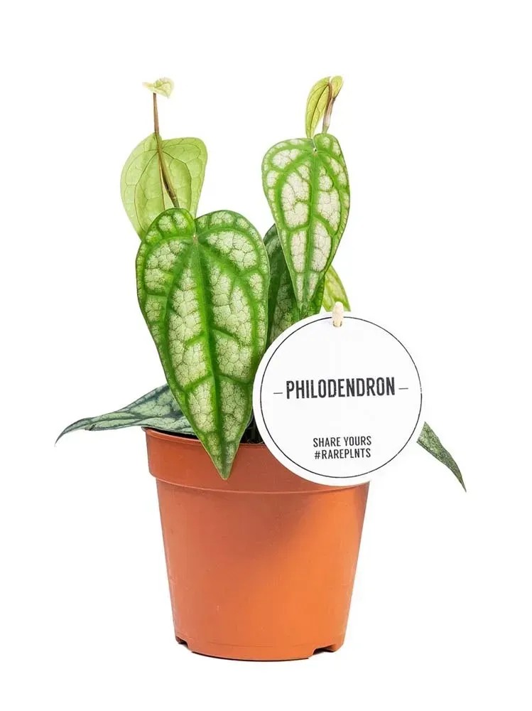 Filodendron (Philodendron) Piper Sylvaticum - don. 12 cm Filodendron (Philodendron) Piper Sylvaticum - don. 12 cm