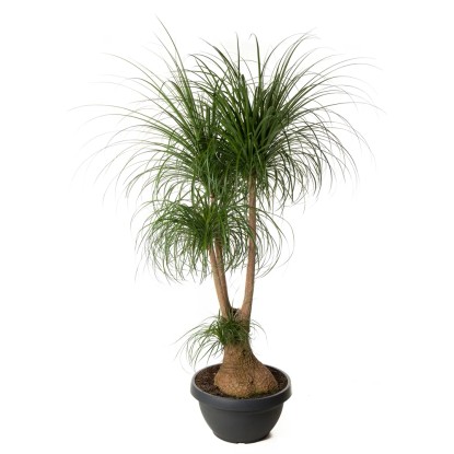 Nolina (Beaucarnea Recurvata) rozgałęziona - wys. 180 cm, don. 55 cm Nolina (Beaucarnea Recurvata) rozgałęziona - wys. 180 cm, don. 55 cm