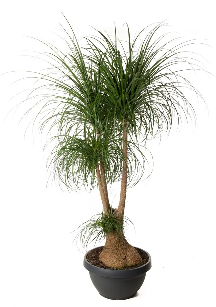 Nolina (Beaucarnea Recurvata) rozgałęziona - wys. 180 cm, don. 55 cm Nolina (Beaucarnea Recurvata) rozgałęziona - wys. 180 cm, don. 55 cm