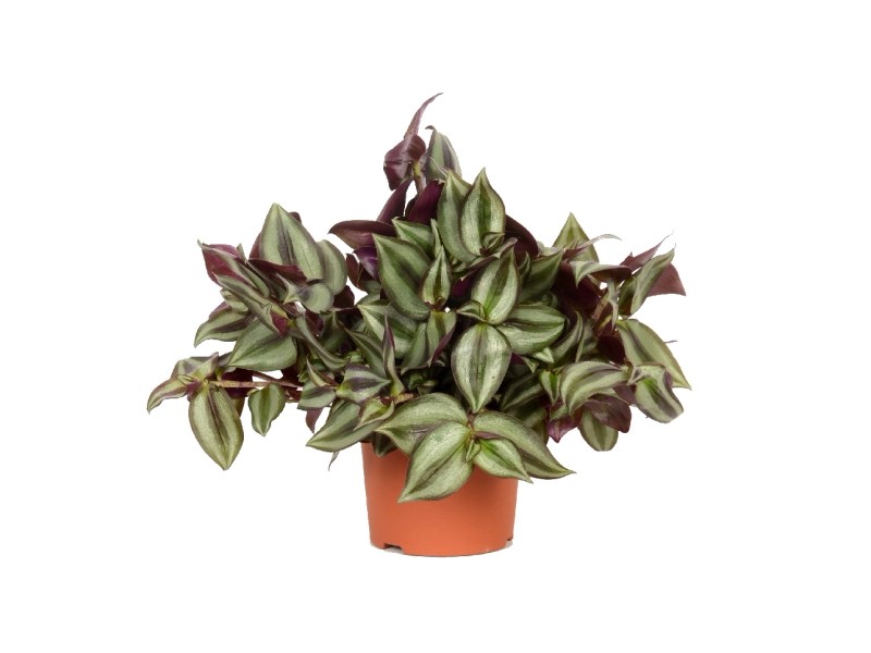 Trzykrotka zwisła Tradescantia Zebrina wys 20cm kupuj w OBI