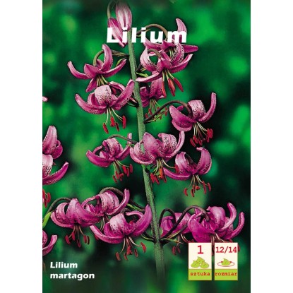 Lilia martagon 1szt Lilia martagon 1szt