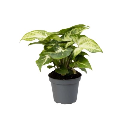Syngonium Robusta - don. 6 cm Syngonium Robusta - don. 6 cm
