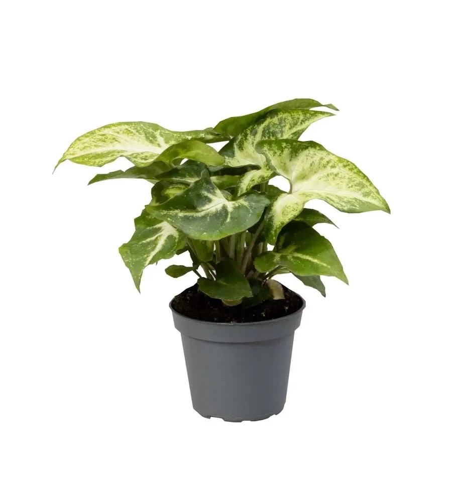 Syngonium Robusta - don. 6 cm Syngonium Robusta - don. 6 cm