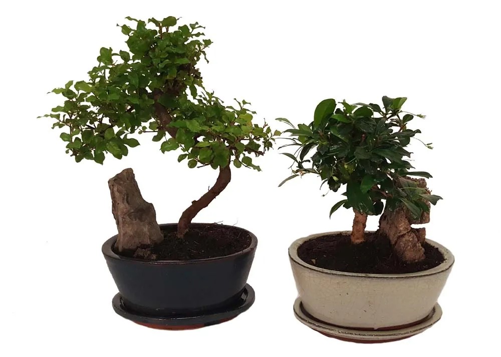 Drzewko Bonsai ze skałą w doniczce ceramicznej - don. 21 cm Drzewko Bonsai ze skałą w doniczce ceramicznej - don. 21 cm