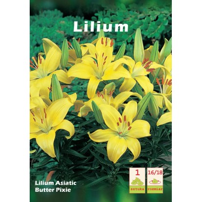 Lilium asiaticum Butter Pixie 1szt. 16/18 Lilium asiaticum Butter Pixie 1szt. 16/18
