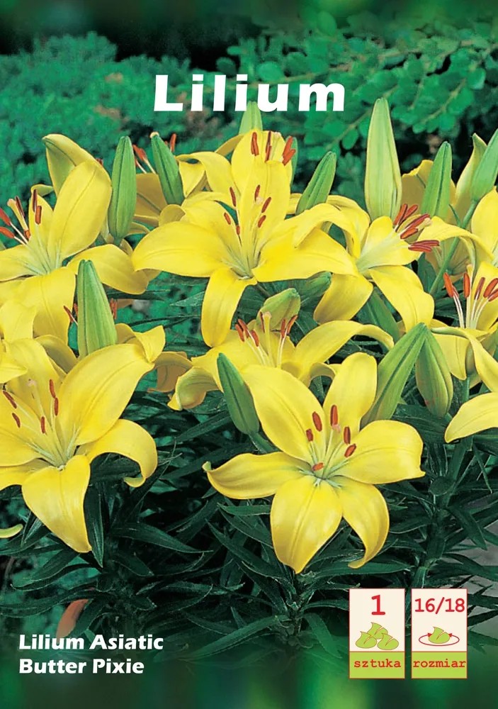 Lilium asiaticum Butter Pixie 1szt. 16/18 Lilium asiaticum Butter Pixie 1szt. 16/18