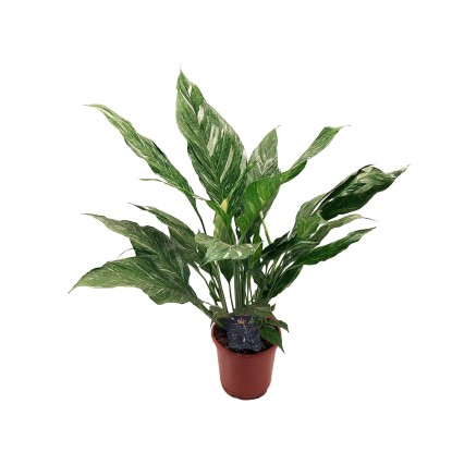 Skrzydłokwiat odmiana Diamond (Spathiphyllum) - don. 14 cm Skrzydłokwiat odmiana Diamond (Spathiphyllum) - don. 14 cm