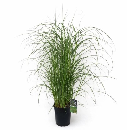 Miskant (Miscanthus) mix - don. 17 cm Miskant (Miscanthus) mix - don. 17 cm