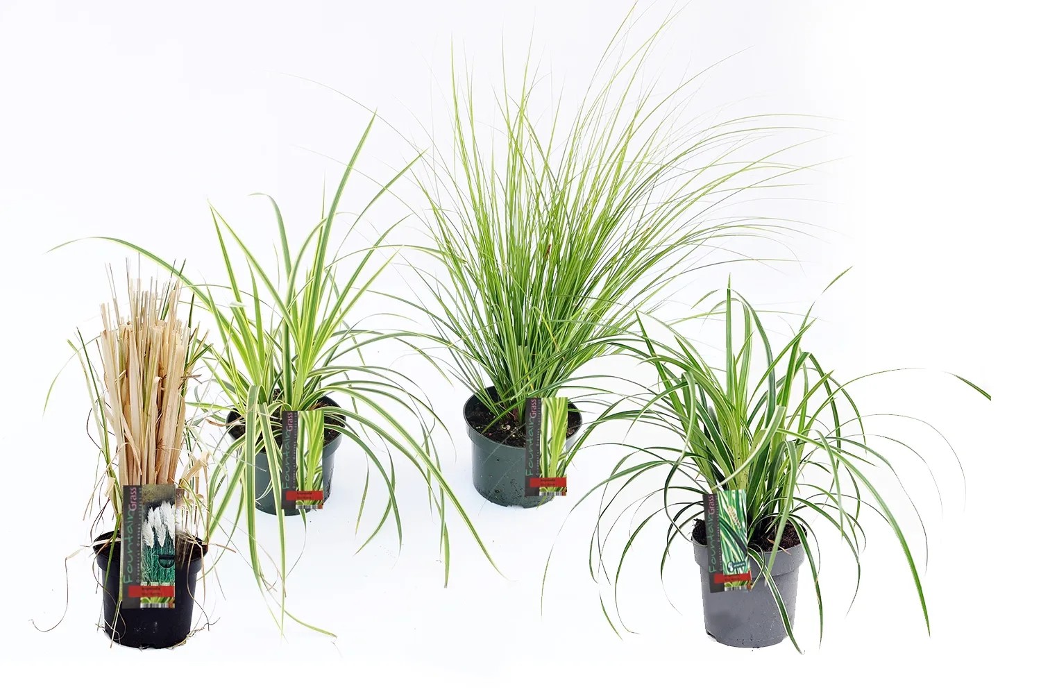 Trawy don. 14 cm mix Trawy don. 14 cm mix