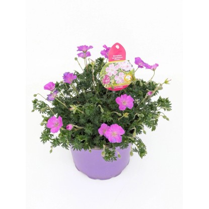 Bodziszek czerwony (Geranium sanguineum 'Frivolous') don. 17 cm Bodziszek czerwony (Geranium sanguineum 'Frivolous') don. 17 cm