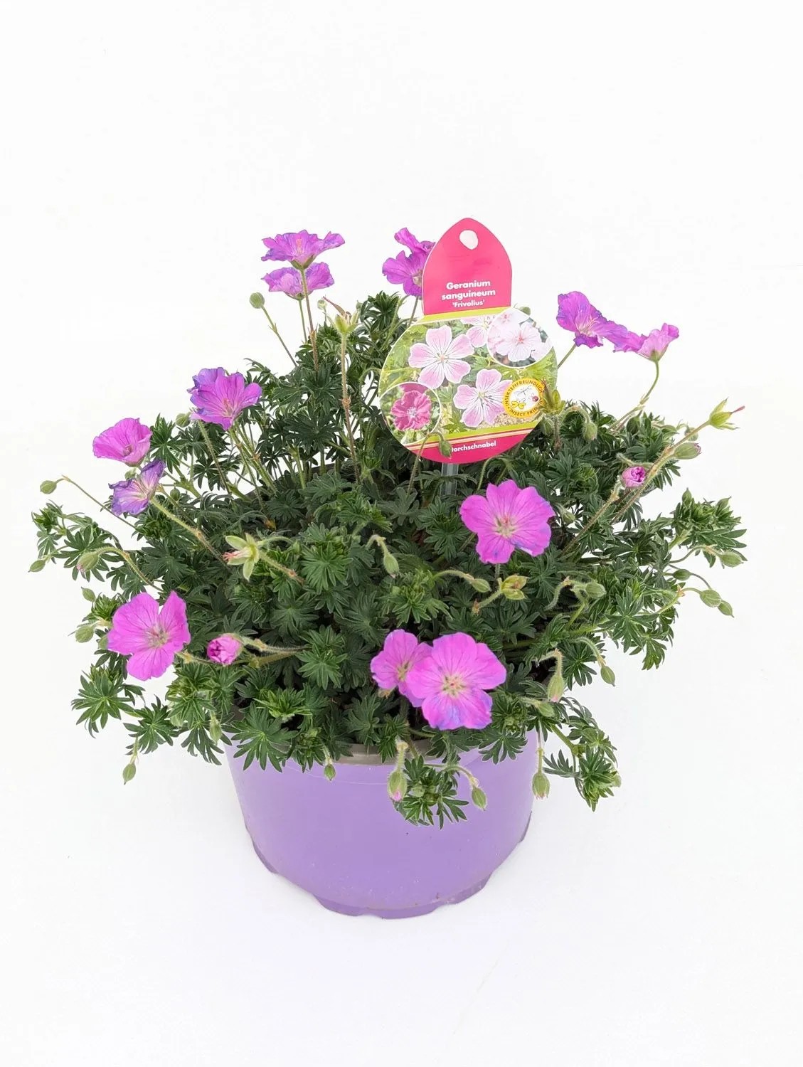 Bodziszek czerwony (Geranium sanguineum 'Frivolous') don. 17 cm Bodziszek czerwony (Geranium sanguineum 'Frivolous') don. 17 cm
