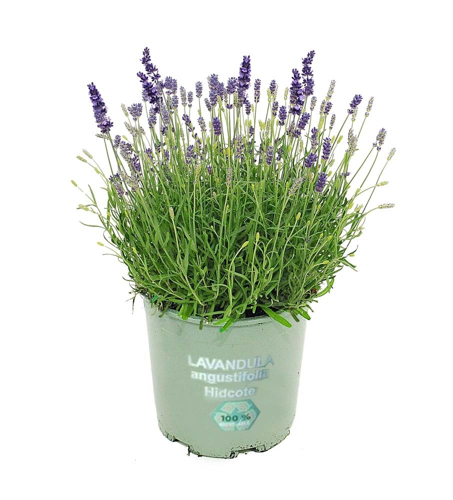 Lawenda wąskolistna wczesna Lavandula angustifolia don 13 cm kupuj