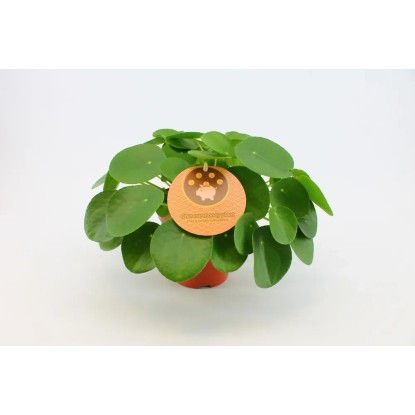 Pilea Peperomioides wys. 25-30cm Pilea Peperomioides wys. 25-30cm