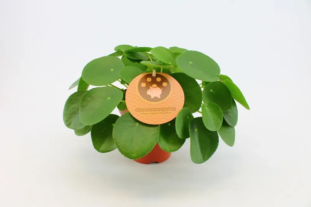Pilea Peperomioides wys. 25-30cm Pilea Peperomioides wys. 25-30cm