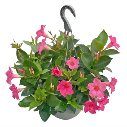 Dipladenia (Mandevilla) don. 25 cm Dipladenia (Mandevilla) don. 25 cm