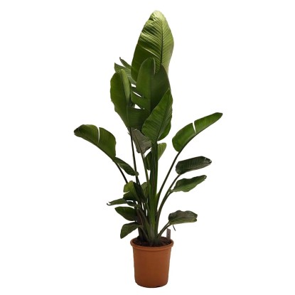 Strelicja biała (Strelitzia Nicolai) - wys. ok. 130 cm, don. 23 cm Strelicja biała (Strelitzia Nicolai) - wys. ok. 130 cm, don. 23 cm
