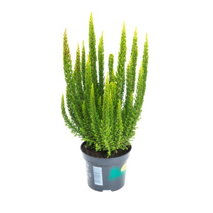 Wrzos ogrodowy (Calluna vulgaris) - don. 9,5 cm Wrzos ogrodowy (Calluna vulgaris) - don. 9,5 cm