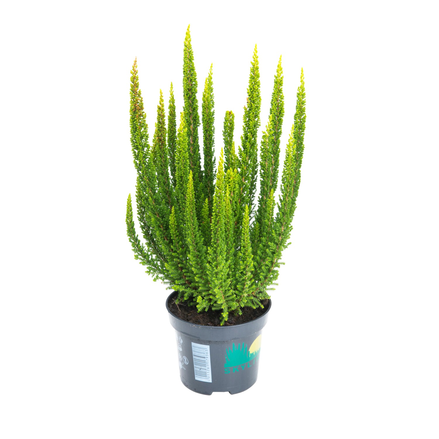 Wrzos ogrodowy (Calluna vulgaris) - don. 9,5 cm Wrzos ogrodowy (Calluna vulgaris) - don. 9,5 cm