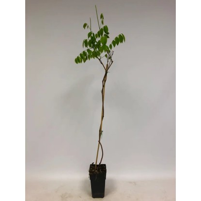 Wisteria Blue Moon 80-100cm 14cm Wisteria Blue Moon 80-100cm 14cm