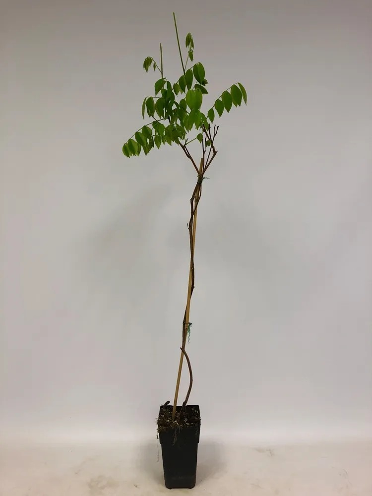 Wisteria Blue Moon 80-100cm 14cm Wisteria Blue Moon 80-100cm 14cm