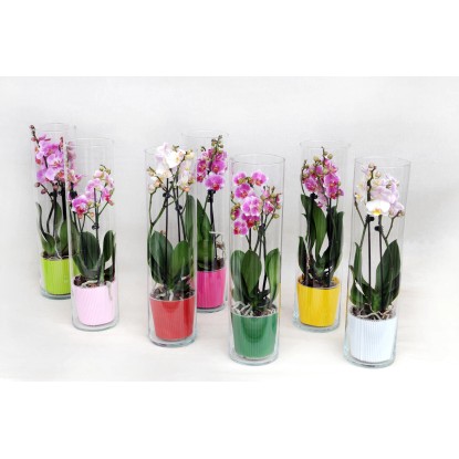 Falenopsis - Ćmówka - Storczyk w szklanym wazonie (Phalaenopsis sp.) Falenopsis - Ćmówka - Storczyk w szklanym wazonie (Phalaenopsis sp.)