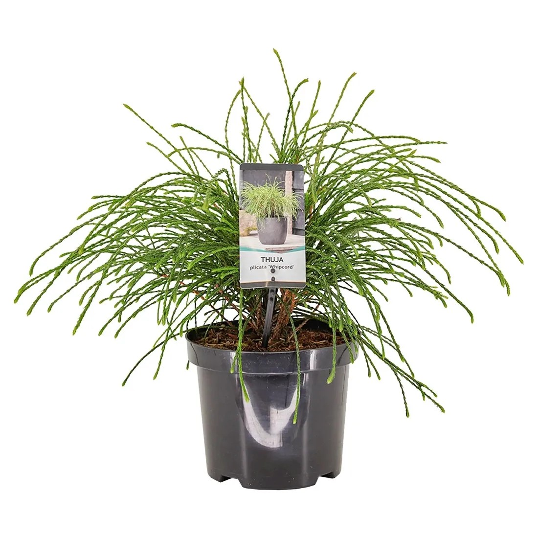 Tuja (Thuja) plicata Whipcord - don. 19 cm Tuja (Thuja) plicata Whipcord - don. 19 cm