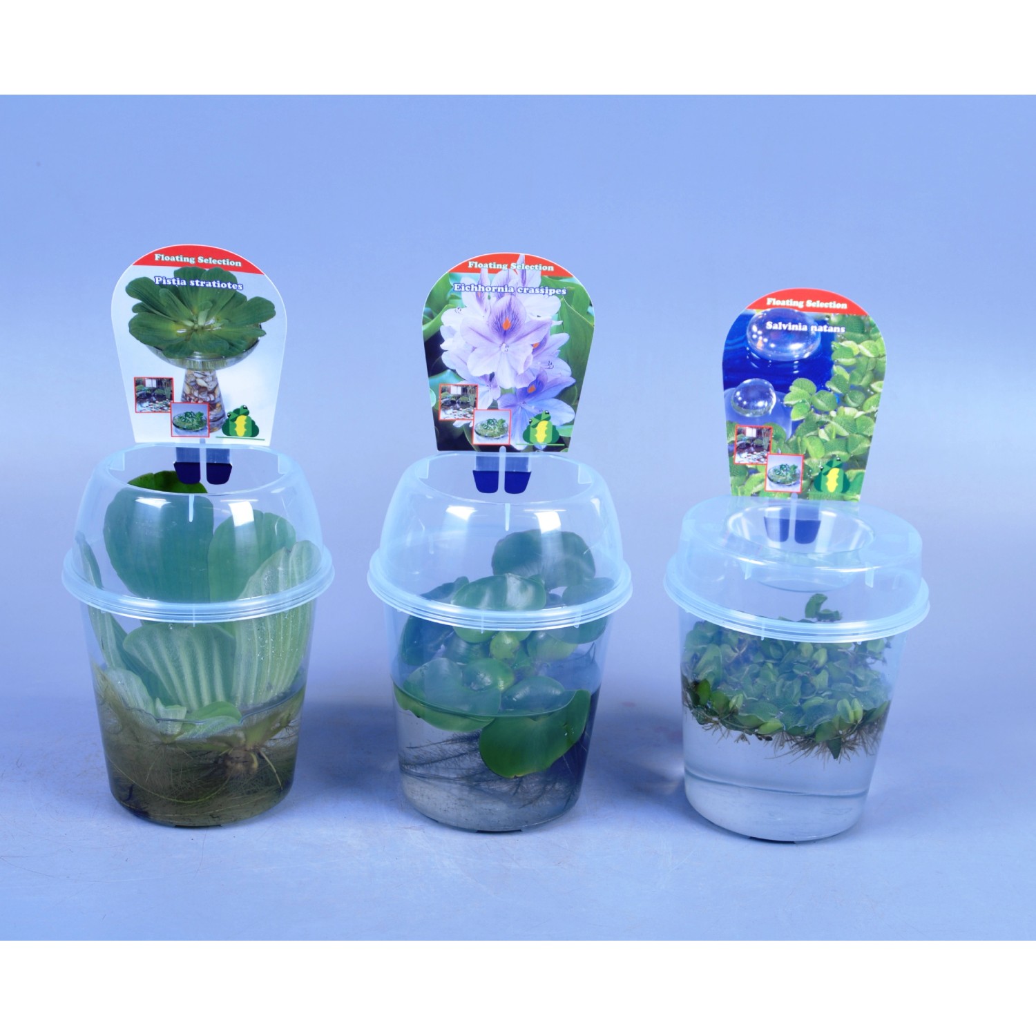 Rośliny wodne w kubku Rośliny wodne w kubku