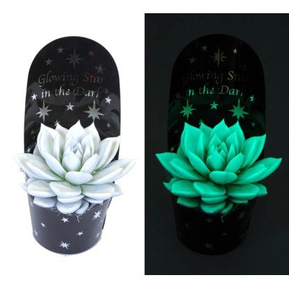 Echeveria Glowing St ar don. 11cm Echeveria Glowing St ar don. 11cm