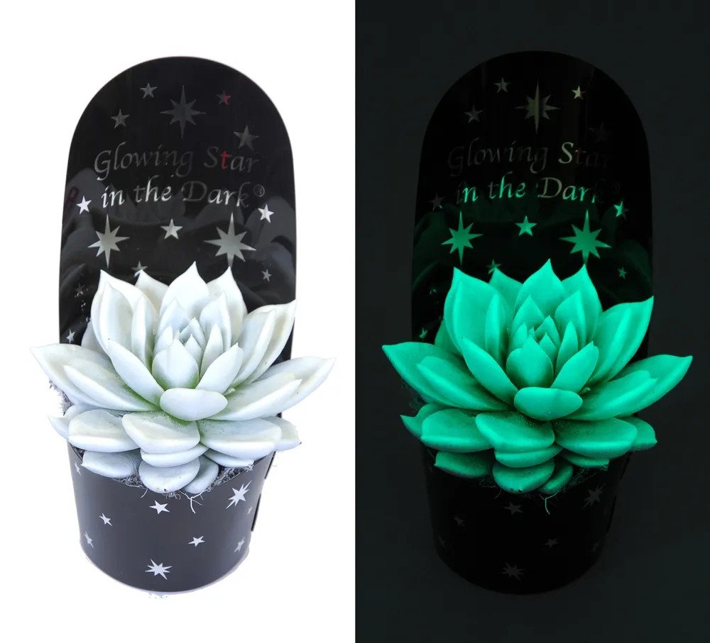 Echeveria Glowing St ar don. 11cm Echeveria Glowing St ar don. 11cm