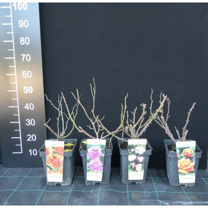 Róża mix wys. 20-40cm don. 5l Róża mix wys. 20-40cm don. 5l